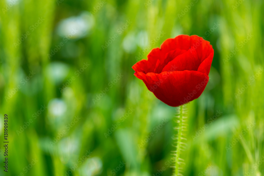 Obraz premium Wild poppies in a field - selective focus, copy space