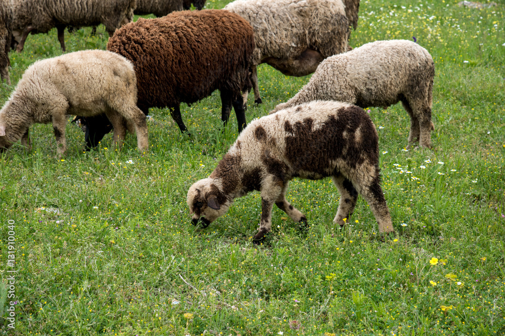 Sheep and lambs grazing on spring field - selective focus