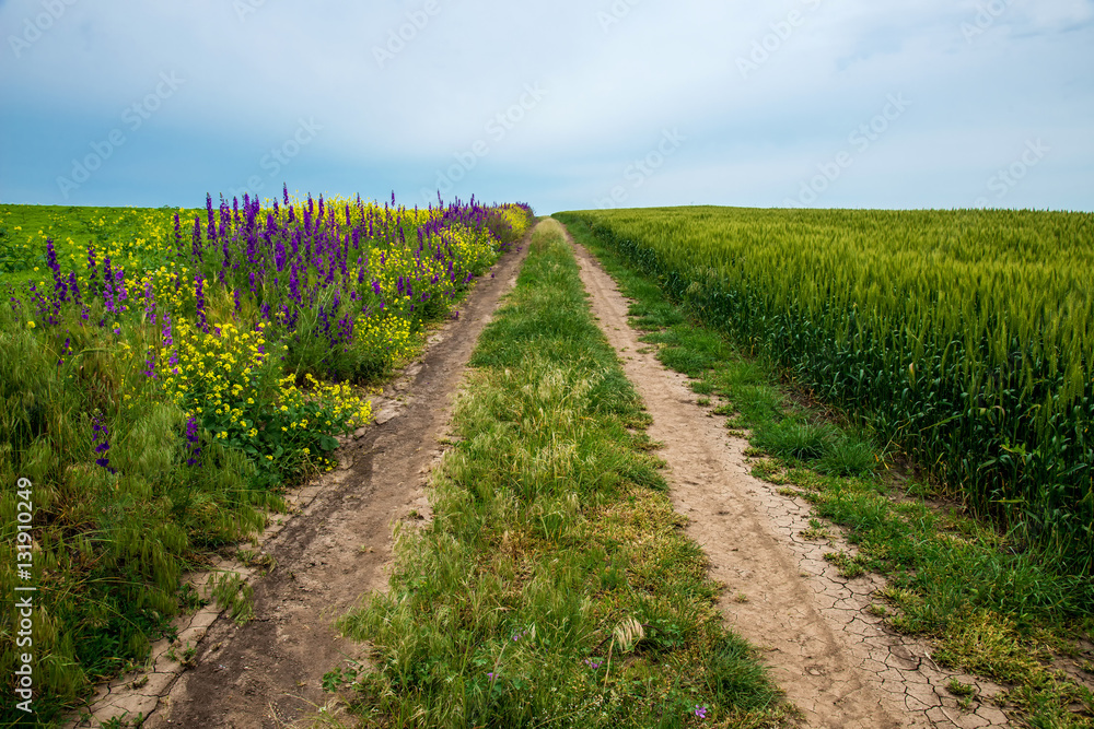 Country road between spring fields with crops - selective focus, copy space