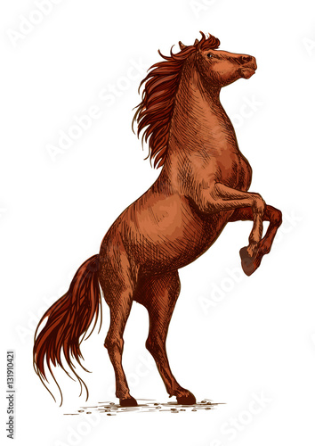 Wild arabian horse stallion raging and rearing