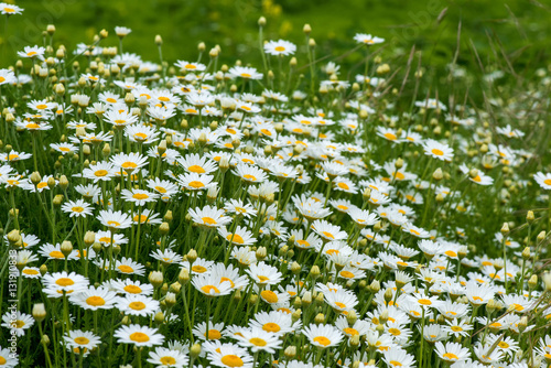 Fototapeta Naklejka Na Ścianę i Meble -  wild chamomile in the field - selective focus, copy space
