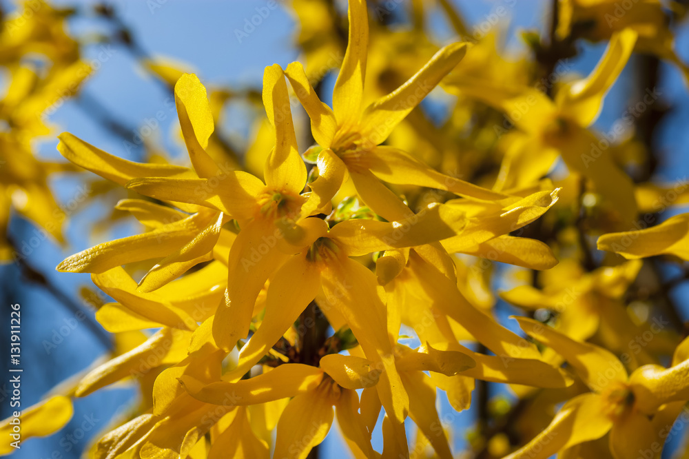 Obraz premium Bush Forsythia Maluch yellow flowers