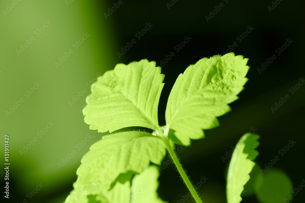 green plant with greeney color trend green plant with greeney color trend
