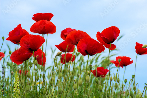 Wild poppies in a field - selective focus  copy space