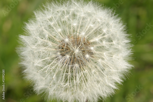 Dandelion  parachute ball  seeds  closeup  