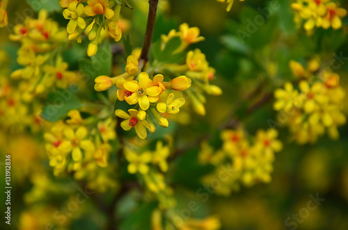 Buffalo Currant with tiny yellow flowers  blooming shrub  Ribes aureum 