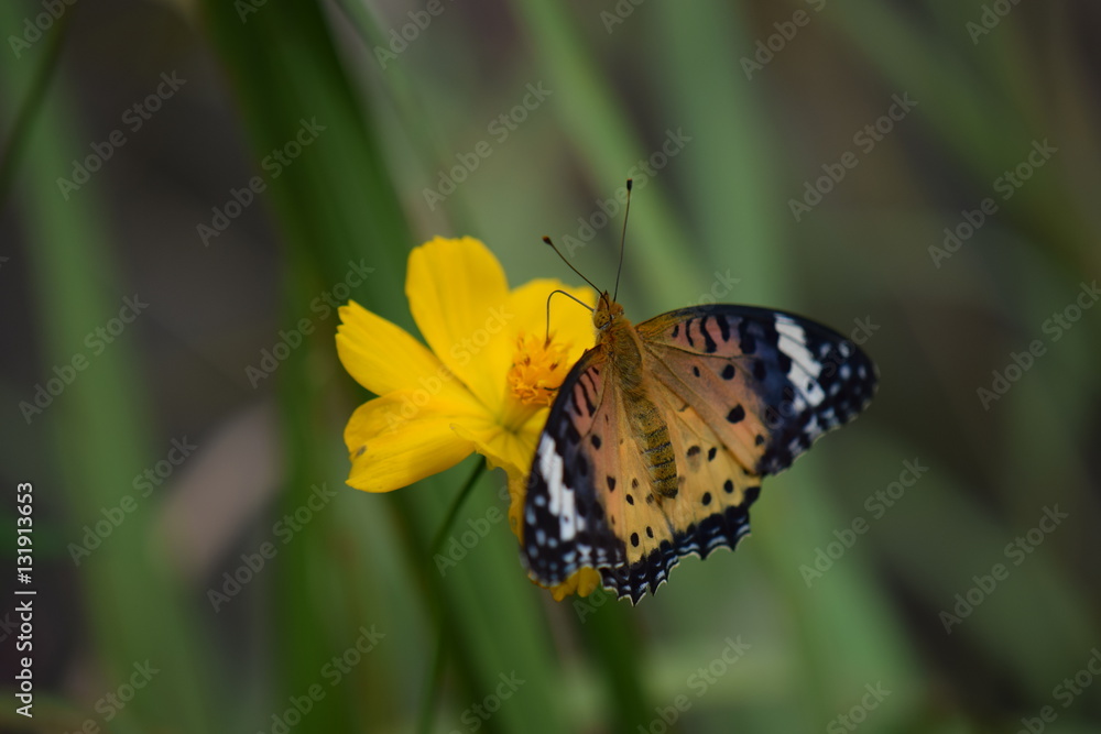 Obraz premium ツマグロヒョウモン