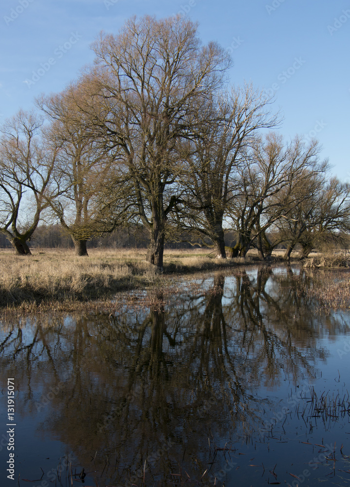 Obraz premium Group of trees by the river