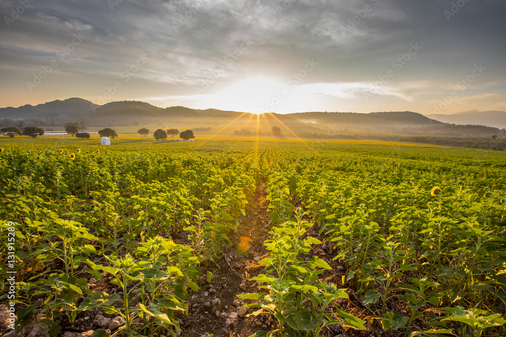Fototapeta premium Sunflower