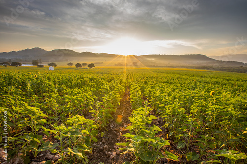 Fototapeta Naklejka Na Ścianę i Meble -  Sunflower