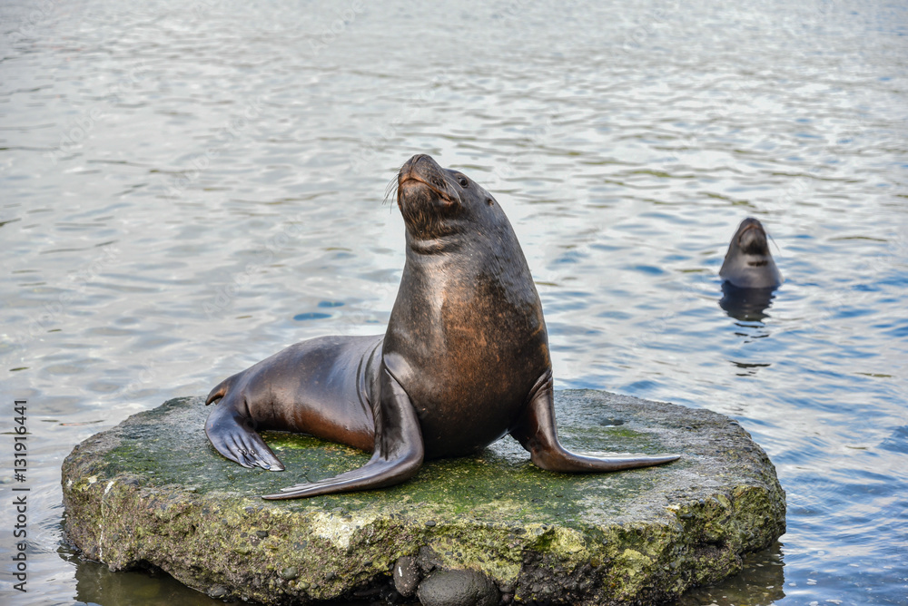 Obraz premium Sea lion near Angelmo Fish Market in Puerto Montt, Chile