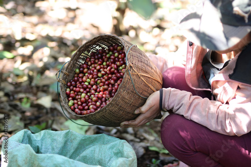 Photos harvesting arabica coffee berries with agriculturist hand in Lao pdr