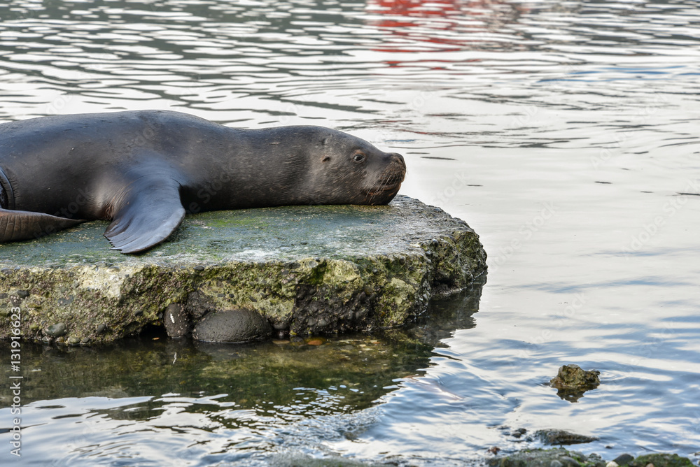 Fototapeta premium Sea lion near Angelmo Fish Market in Puerto Montt, Chile