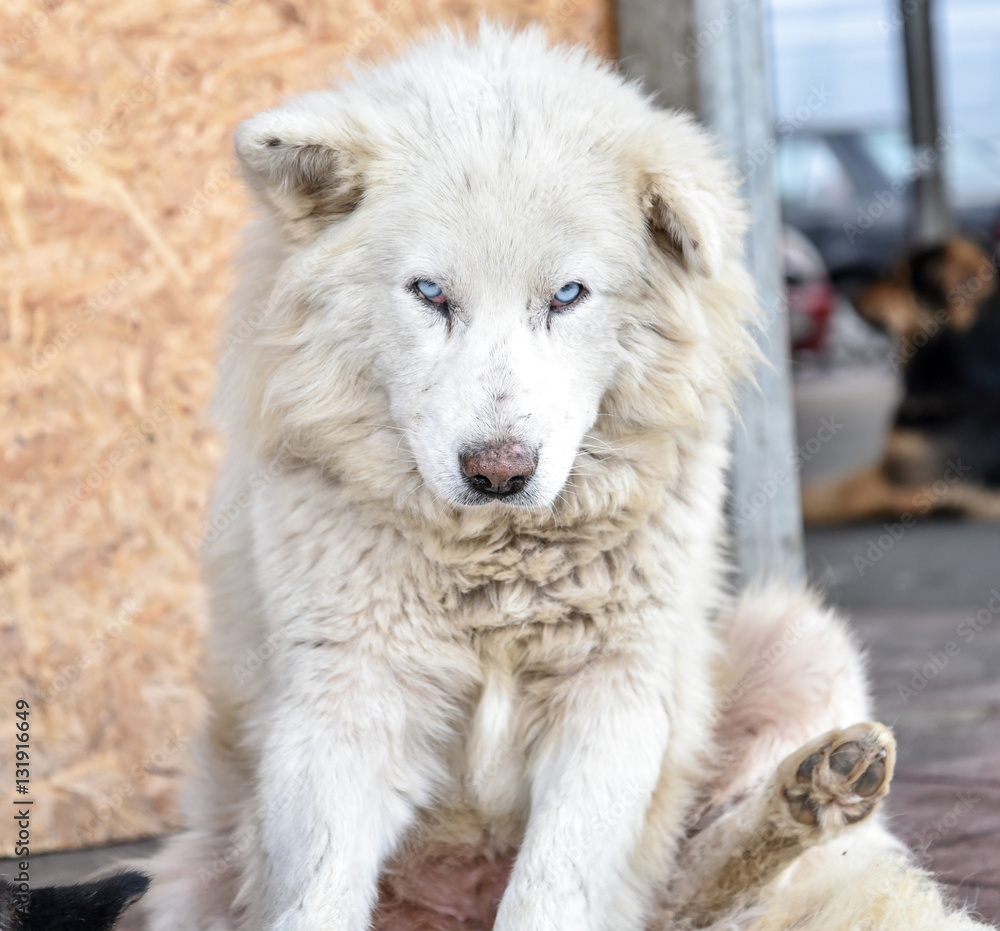 Fototapeta premium Blue Eyed Dog near Angelmo Fish Market in Puerto Montt, Chile