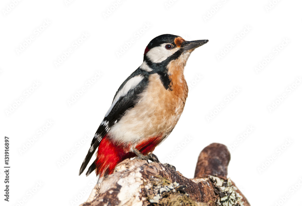 Fototapeta premium Dendrocopos major