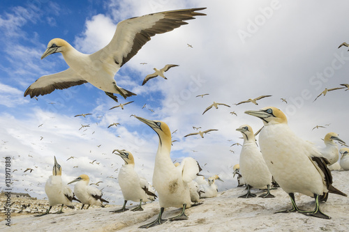 Flock of cape gannets landing on ground, Malgas Island, South Africa