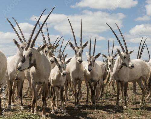 Arabian Oryx herd