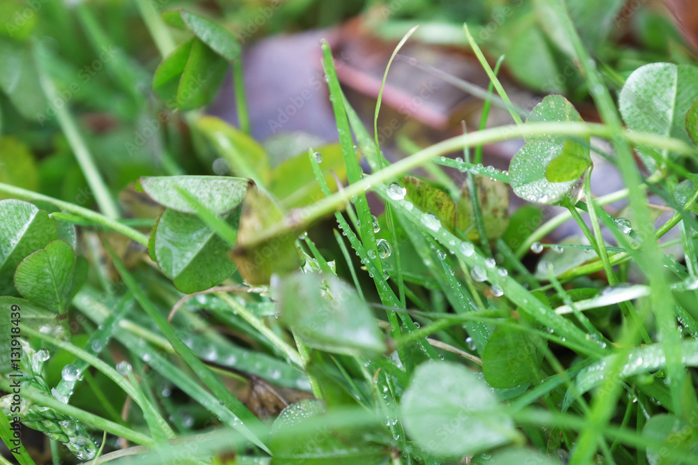 Fresh green grass with dew drops Fresh green grass with dew drops