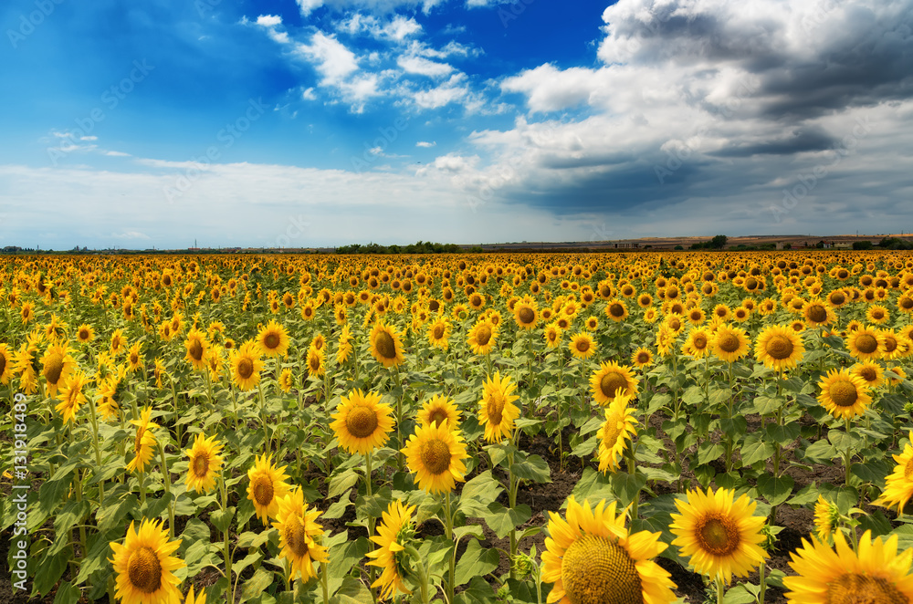 Obraz premium Cloudy daily landscape in the middle of summer. Sunflower field near the town of Burgas, Bulgaria