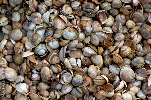 background of a variety of seashells