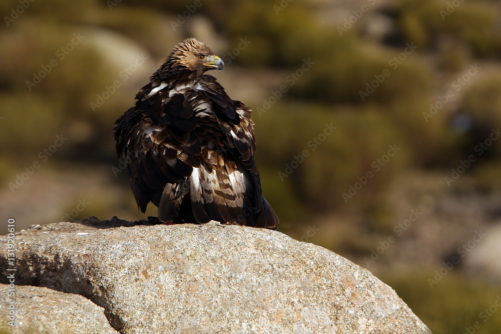 Fototapeta premium Six or seven years old male of Golden eagle. Aquila Chrysaetos