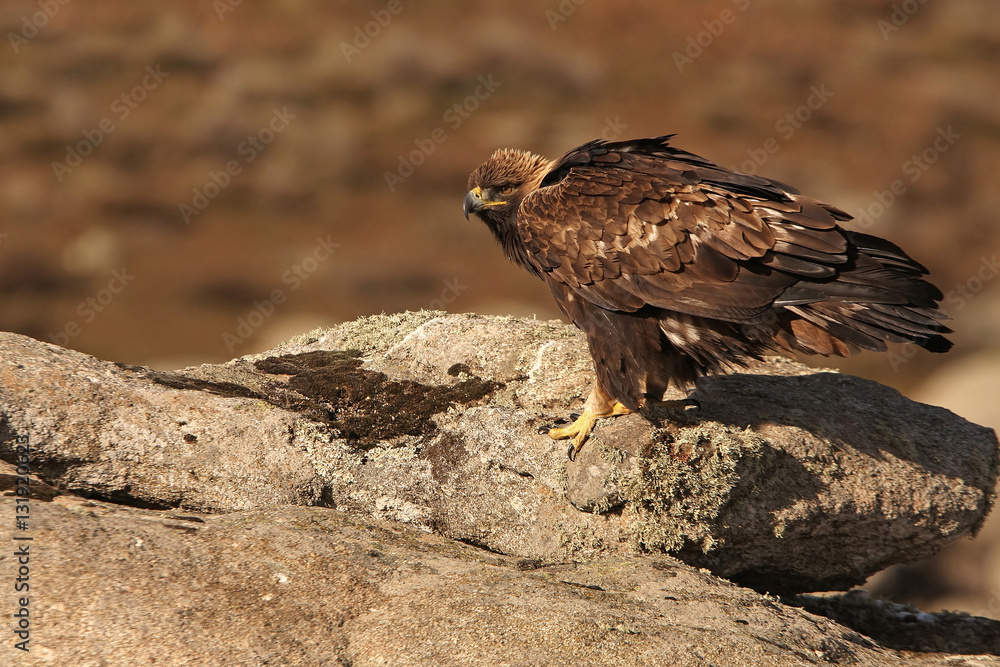 Adult female of Golden eagle. Aquila Chrysaetos Adult female of Golden eagle. Aquila Chrysaetos