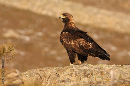 Adult female of Golden eagle. Aquila Chrysaetos