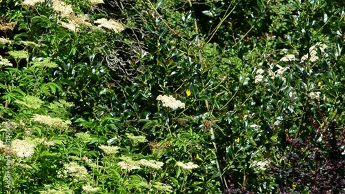 Wallpaper Mural lush green english cottage garden Torontodigital.ca