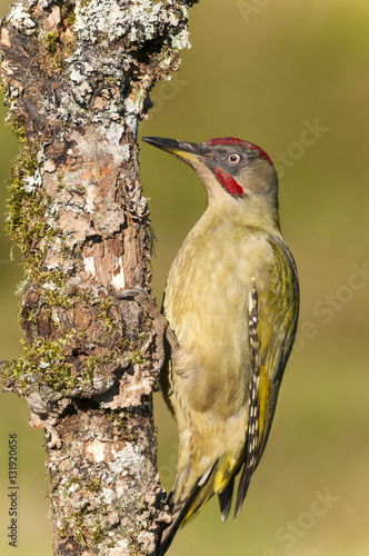 Picus viridis,fauna silvestre photo