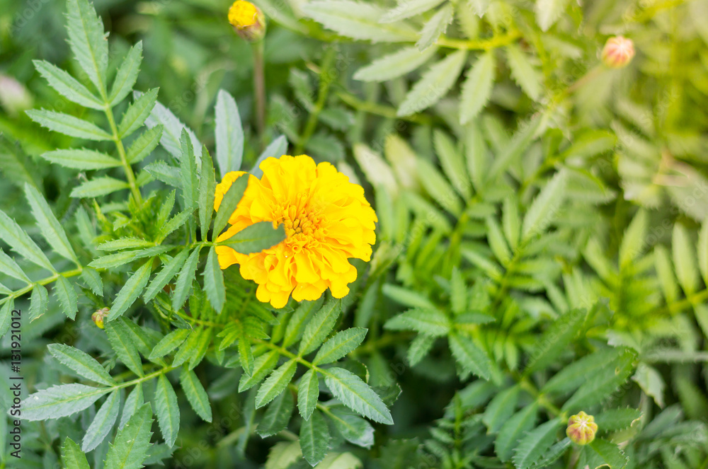 Spring background with beautiful yellow flowers in garden. Spring background with beautiful yellow flowers in garden.