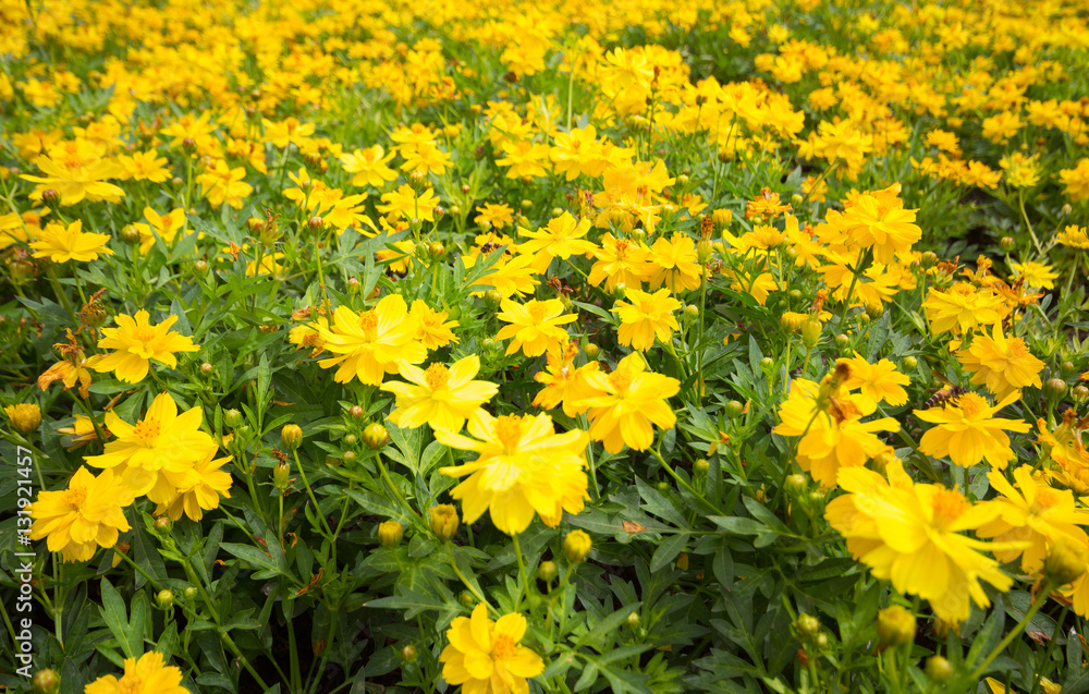 Spring background with beautiful yellow flowers in garden. Spring background with beautiful yellow flowers in garden.