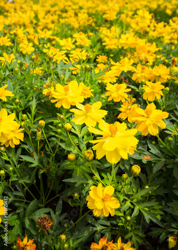 Spring background with beautiful yellow flowers in garden.