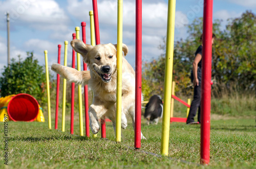 Dog agility slalom, sports competitions of dogs in the summer in photo