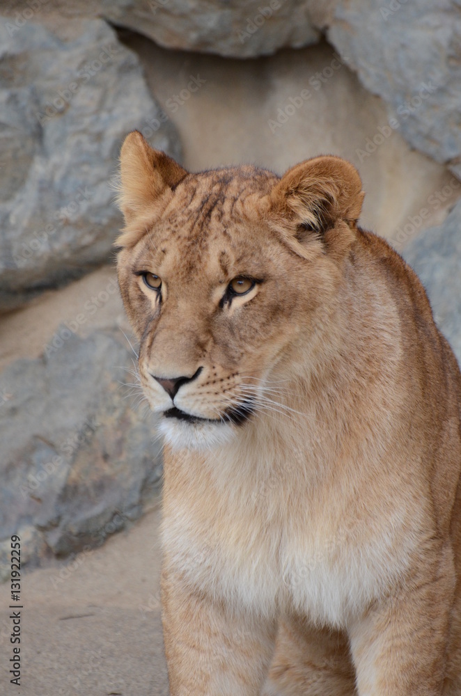 Obraz premium ライオン