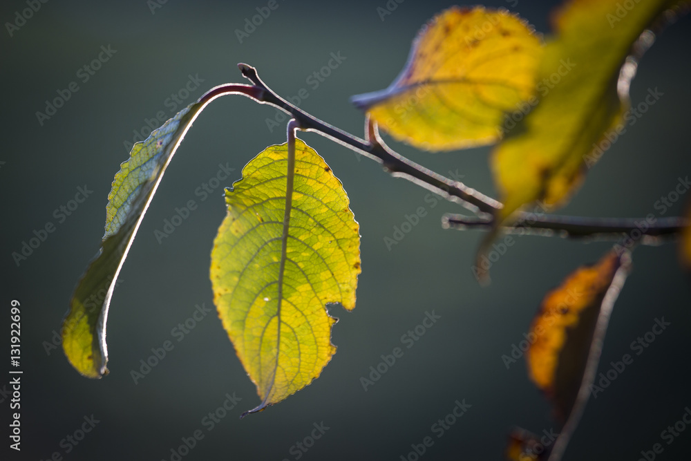 Obraz premium Blätter