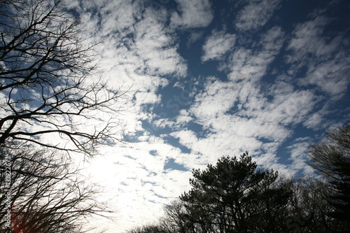Winter Landscape