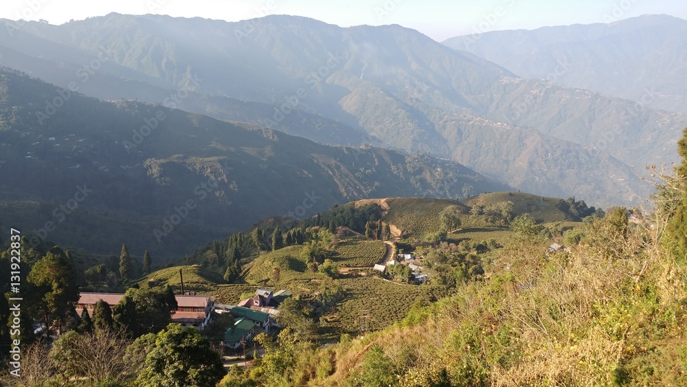 Tea plantation in Darjeeling Tea plantation in Darjeeling