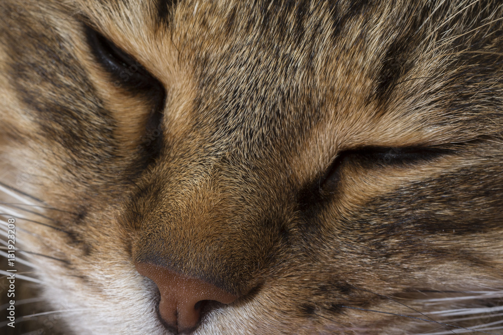 Close up portrait of green-eyed cat Close up portrait of green-eyed cat