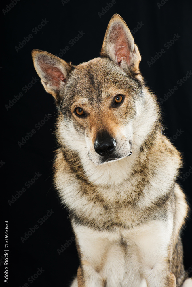 Obraz premium Tschechoslowakischer Wolfhund