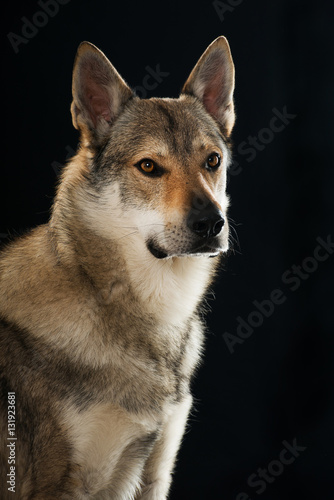 Tschechoslowakischer Wolfhund © DoraZett