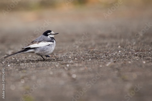 White Wagtail (Motacilla alba)