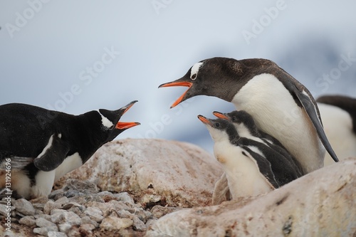 Gentoo penguins  Antarctica