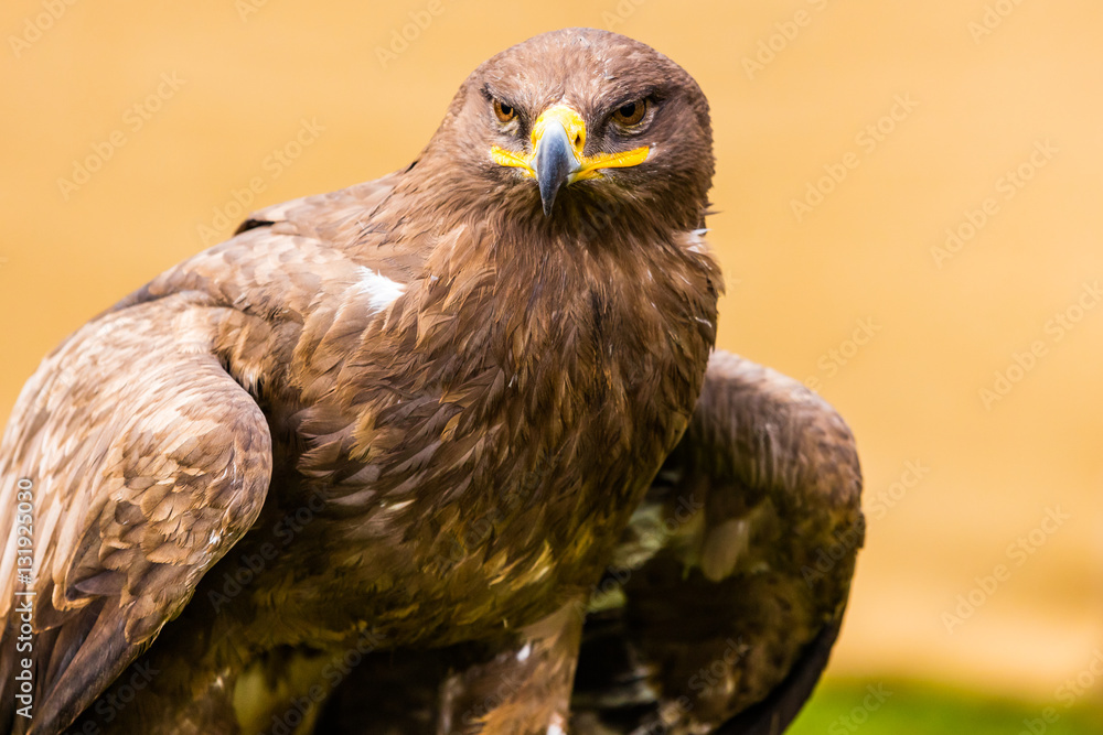Obraz premium Steppenadler