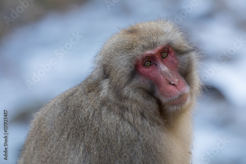 Portrait d un singe perdu
