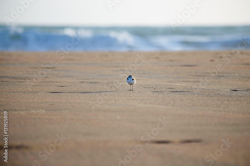 Sandregenpfeifer-Strand-Meer-1 photo
