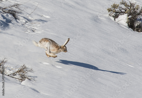 Shadow Racing - A snowshoe hare in transition from white to brown appears to be racing its shadow.