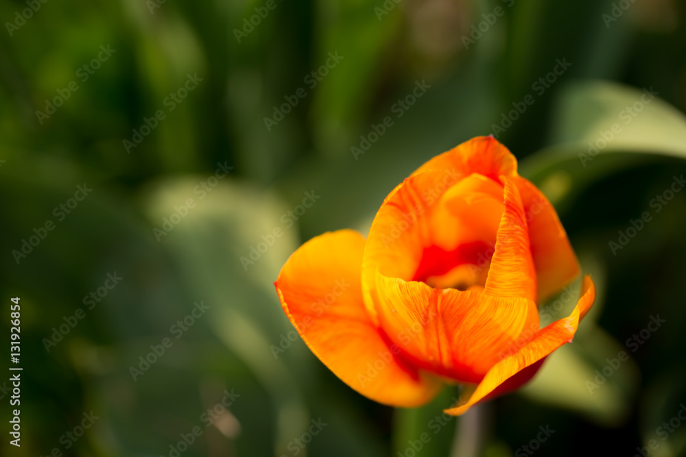 Flower in the morning Flower in the morning