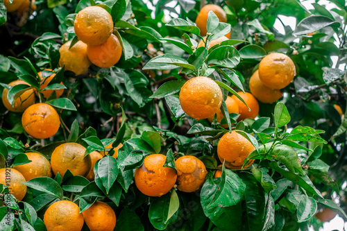 Orange fruits on background of green leaves