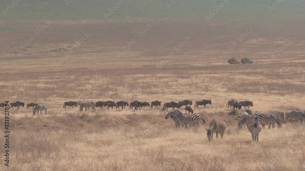 CLOSE UP: Group of wildebeests and zebras grazing on arid savannah grass plains CLOSE UP: Group of wildebeests and zebras grazing on arid savannah grass plains
