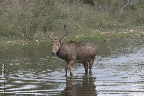 Pere David's adult male